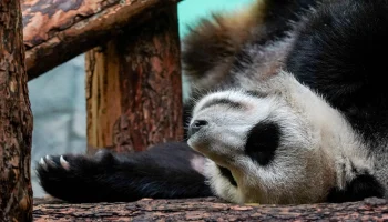 За животными Московского зоопарка зимой можно наблюдать в онлайн-трансляциях