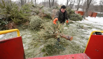 Москвичи сдали на переработку более шести тысяч елок в рамках городской акции