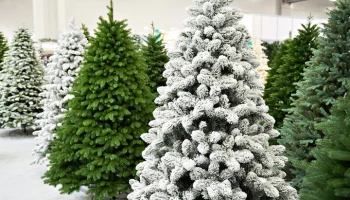 Искусственные ели подорожали более чем на 20% за год в Москве