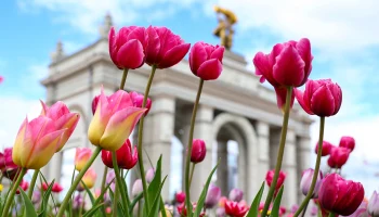 Сергунина: Более 300 видов цветов будет радовать гостей ВДНХ в этом году