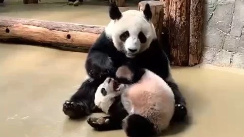 «Кувыркает»: Московский зоопарк рассказал, как Диндин воспитывает панду Катюшу «Кувыркает»: Московский зоопарк рассказал, как Диндин воспитывает панду Катюшу