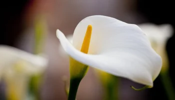 Белокрыльник расцвел в "Лосином острове"