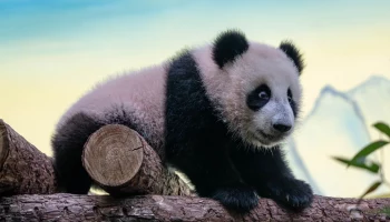 &laquo;Самая любимая полочка&raquo;: Московский зоопарк показал акробатику Катюши