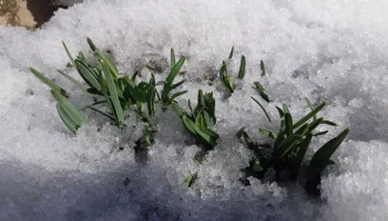 Неизвестная женщина срезала краснокнижные подснежники в "Аптекарском огороде"