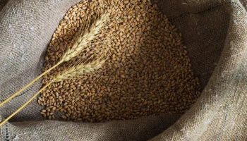 Бразилия закупила пшеницу из России впервые с 2024 года
