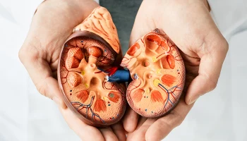 &laquo;Достигает нескольких десятков сантиметров&raquo;: почему возникает киста почки