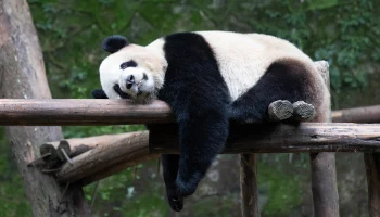 &laquo;Не дают покоя&raquo;: Московский зоопарк показал, как панда Катюша играет с кустами