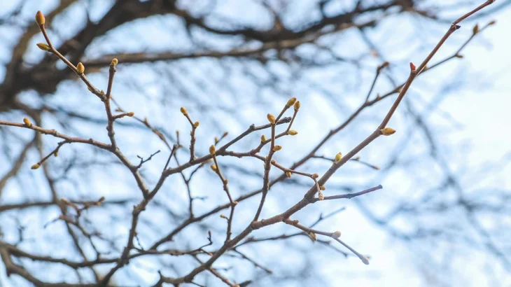 У магнолий в «Аптекарском огороде» аномально рано лопнули почки У магнолий в «Аптекарском огороде» аномально рано лопнули почки