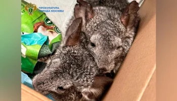 Житель Зеленограда выбросил с третьего этажа четырех шиншилл