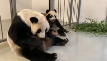 &laquo;Быстрее мамы&raquo;: Московский зоопарк показал поедающую ростки бамбука Катюшу