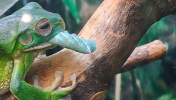 &laquo;Чемпион по размерам&raquo;: Московский зоопарк показал трапезу большой лягушки