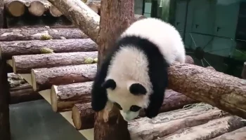 &laquo;Молодец, справилась&raquo;: Московский зоопарк показал акробатический номер Катюши