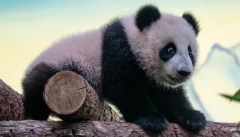 &laquo;Под бревнышками&raquo;: Московский зоопарк показал, как Катюша прячется от мамы