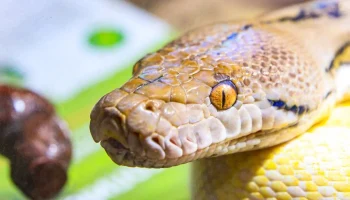 Need To Know: в Танзании гигантский питон проглотил антилопу на глазах у туристов