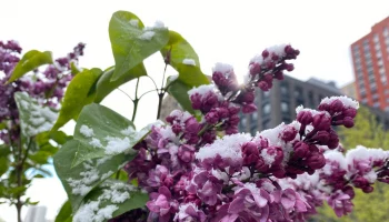 Синоптик Позднякова: 9 мая 2024 года стало самым снежным в Москве