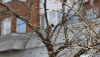 Метеоролог Вильфанд предупредил об оттепели в Центральной России с 13 февраля