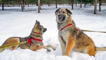 Вместе в Новый год: как работают городские приюты для животных в каникулы