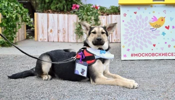 Спецпроект &laquo;Четвероногий друг&raquo; открылся в рамках фестиваля &laquo;Пасхальный дар&raquo;