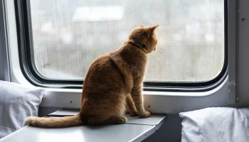 Поезда дальнего следования приходят в Москву с задержками из-за снегопада