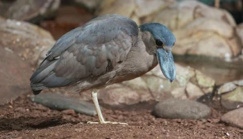 Челноклювы, лягушкорот и чернолицые ибисы: в Московский зоопарк прибыли редкие птицы