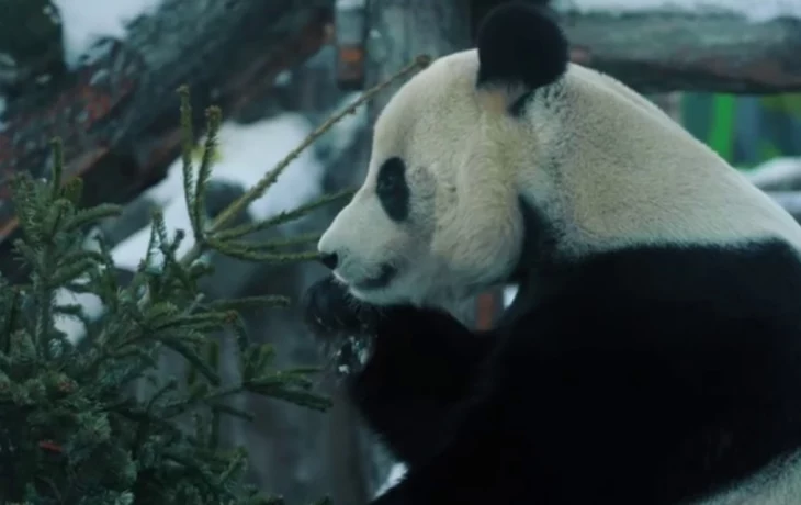 &laquo;С радостью полакомился&raquo;: столичный зоосад показал кадры с праздничным обедом Жуи