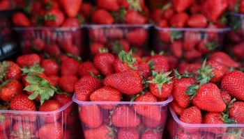 Клубника в России подорожала на 20% из-за весенних заморозков