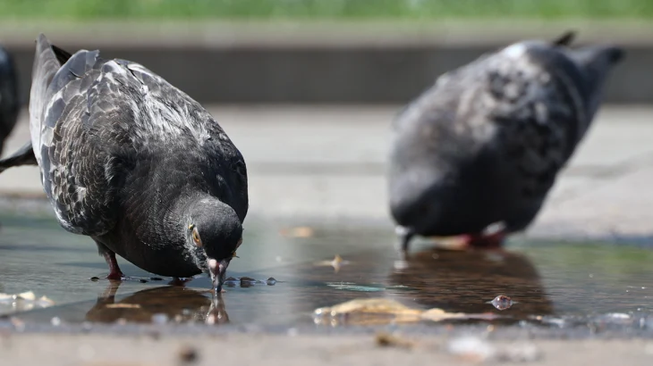 В Москве испытали голубей-биодронов с нейроимплантами российского производства