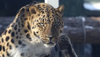 Московский зоопарк рассказал о состоянии животных после подброшенных таблеток