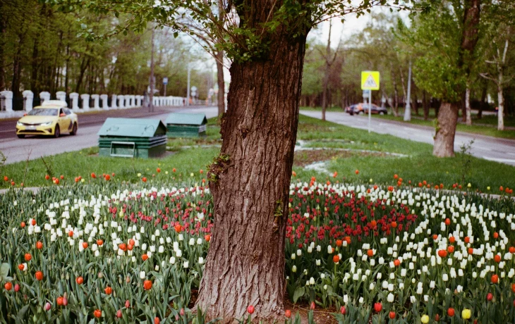 Сиреневый бульвар 2