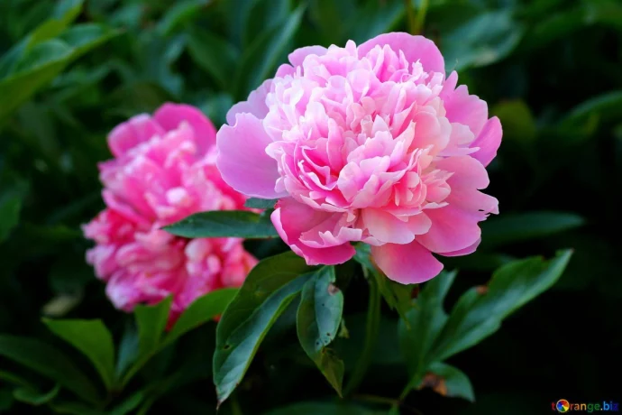 Пионы: короли летнего сада