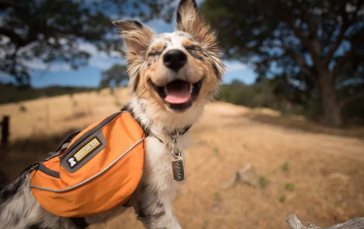 Как путешествовать с домашними животными