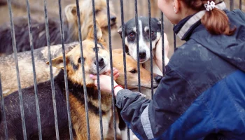 Приюты для бездомных животных в Москве, в которых можно взять собаку или кошку