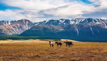 Курайская степь: Путеводитель по затерянному миру Алтая, где время останавливается