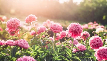 Пионы: короли летнего сада