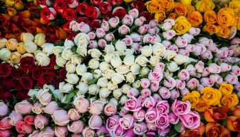 Искусство роз - красота, эмоции и символика