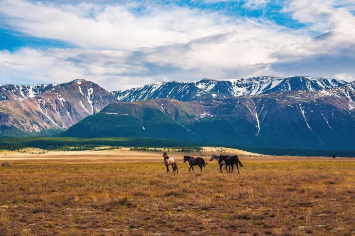 Курайская степь: Путеводитель по затерянному миру Алтая, где время останавливается