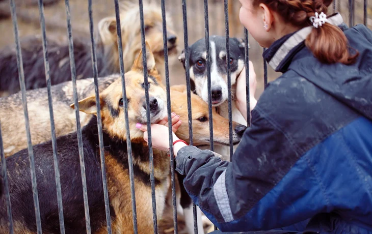 Приюты для бездомных животных в Москве, в которых можно взять собаку или кошку