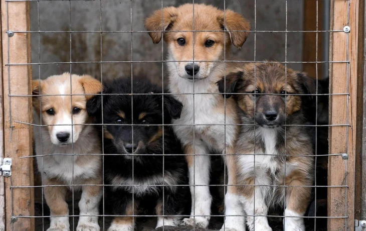 Приюты для бездомных животных в Москве, в которых можно взять собаку или кошку