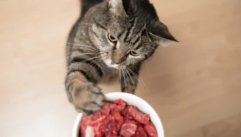 Натуральное питание кошек: польза, правила и рекомендации