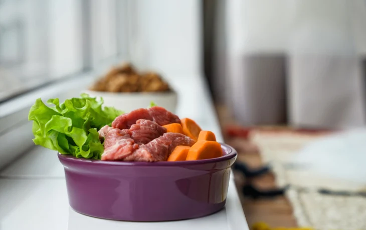 Натуральное питание кошек: польза, правила и рекомендации