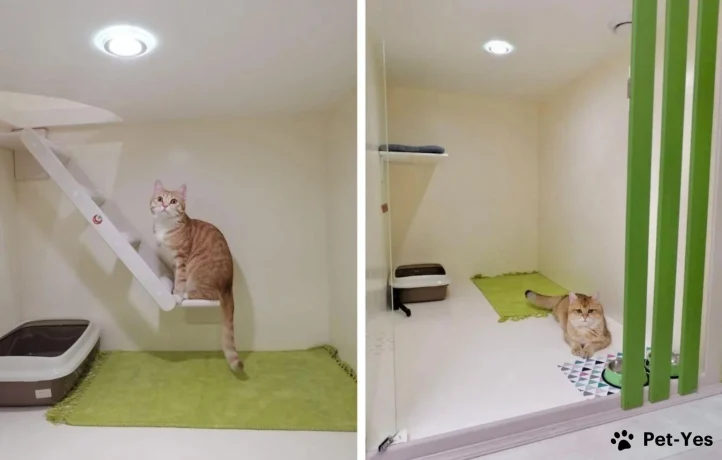 Гостиница для кошек: комфортный приют для вашего питомца