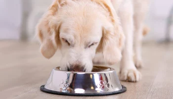Всё о корме для собак: как выбрать лучший рацион