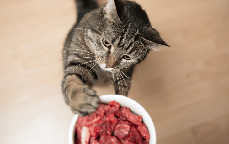 Натуральное питание кошек: польза, правила и рекомендации
