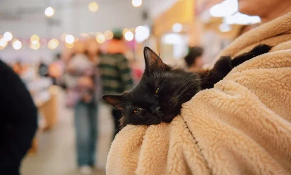 На Хлебозаводе прошел 14-й благотворительный фестиваль WOOF: 145 животных обрели дом 1 На Хлебозаводе прошел 14-й благотворительный фестиваль WOOF: 145 животных обрели дом 1