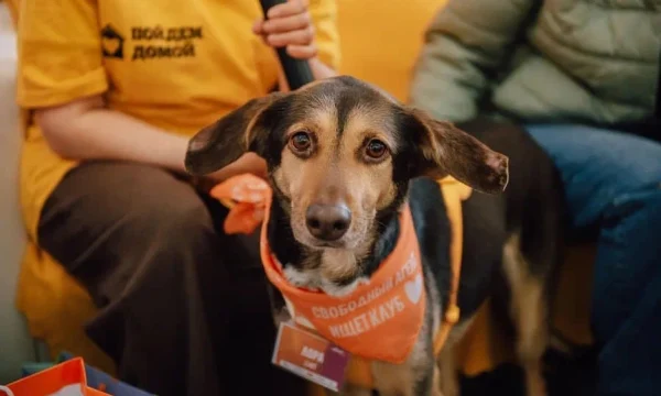 На Хлебозаводе прошел 14-й благотворительный фестиваль WOOF: 145 животных обрели дом 4 На Хлебозаводе прошел 14-й благотворительный фестиваль WOOF: 145 животных обрели дом 4